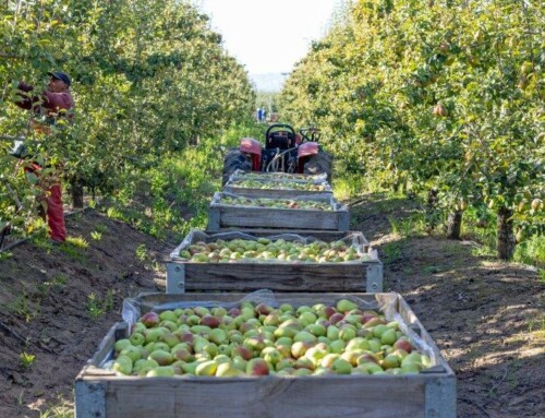 Products – Pears